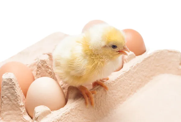 Box with eggs and a little chicken — Stock Photo, Image