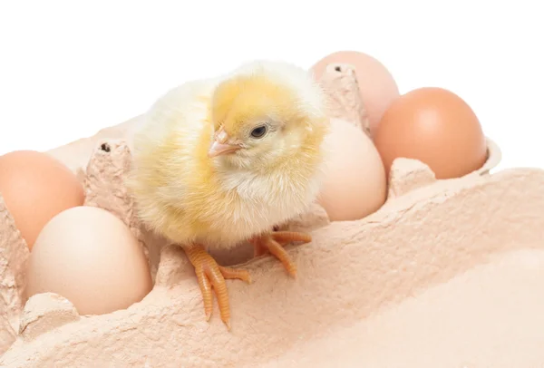 Box with eggs and a little chicken — Stock Photo, Image