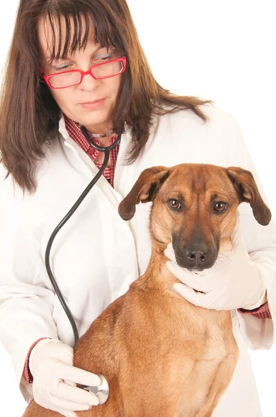 Veterinário cão examinador — Fotografia de Stock