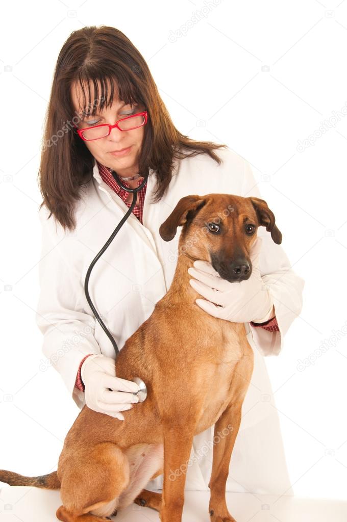 Veterinarian examing dog