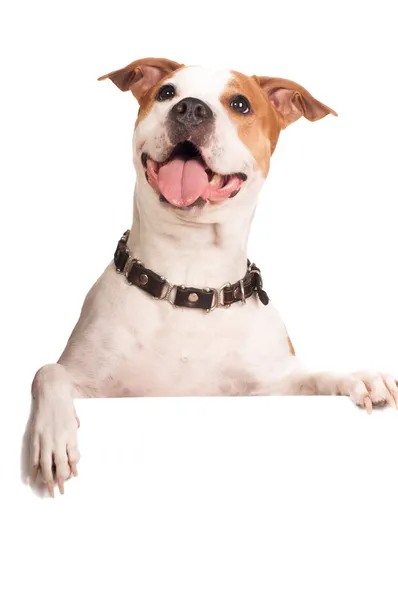 American Staffordshire Terrier — Stock Photo, Image