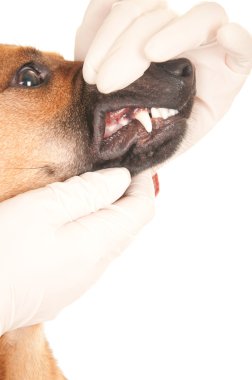 bir köpek ile ilgilenen