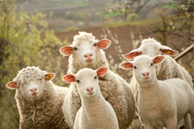 Sheep and lambs clipart
