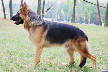 Alman çoban köpeği