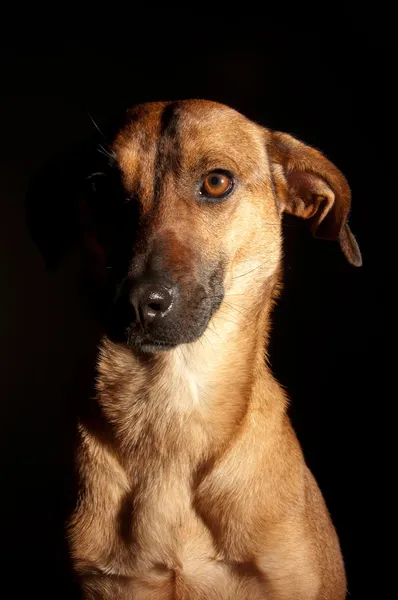 O cão no escuro — Fotografia de Stock