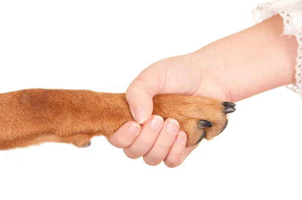 Criança e cão — Fotografia de Stock