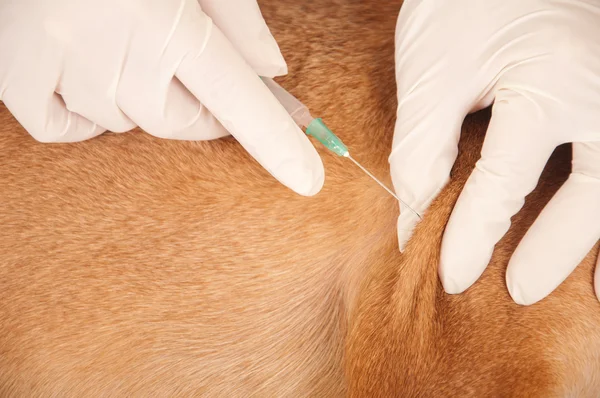 Tierarzt gibt Spritze — Stockfoto