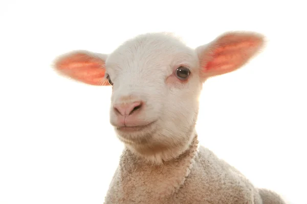 子羊 — ストック写真