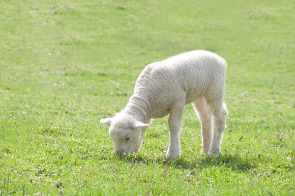 Lamb in pasture — Stock Photo, Image