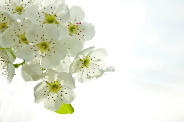 Flowers — Stock Photo, Image