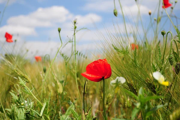 Poppy flower — Stock Photo, Image