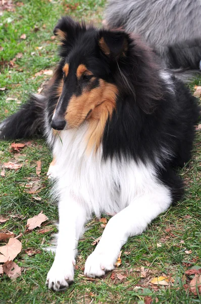 Sable collie — Stock Photo, Image