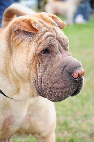 Shar pei — Stockfoto