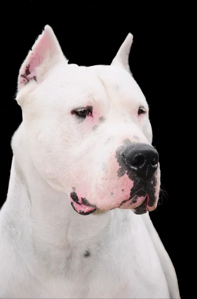 Dogo argentino