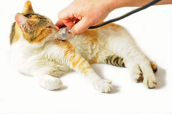 Cat veterinarian examination — Stock Photo, Image