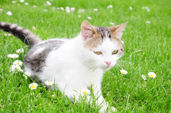 Chat sur l'herbe — Photo