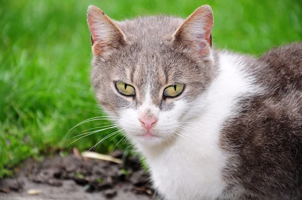 Domestic cat — Stock Photo, Image