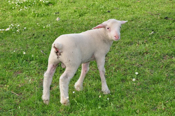 Little Lamb — Stock Photo, Image