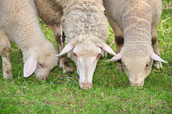 Schapen — Stockfoto