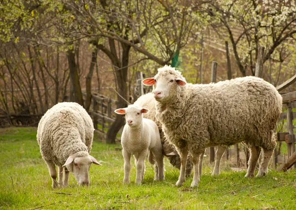 Овцы Лицензионные Стоковые Фото