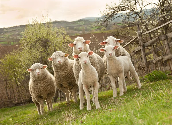 Schafe und Lämmer Stockbild