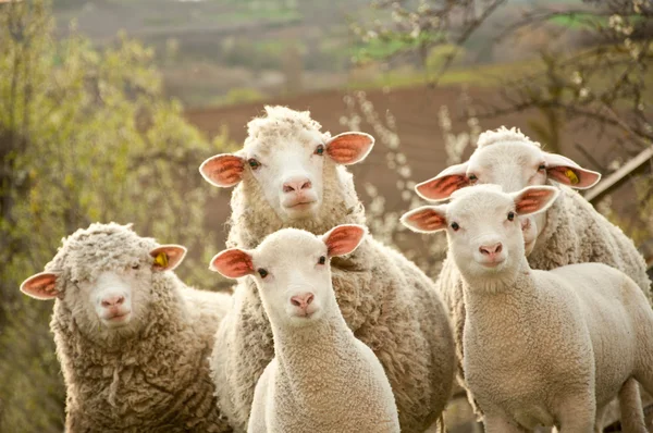 Schafe und Lämmer Stockfoto