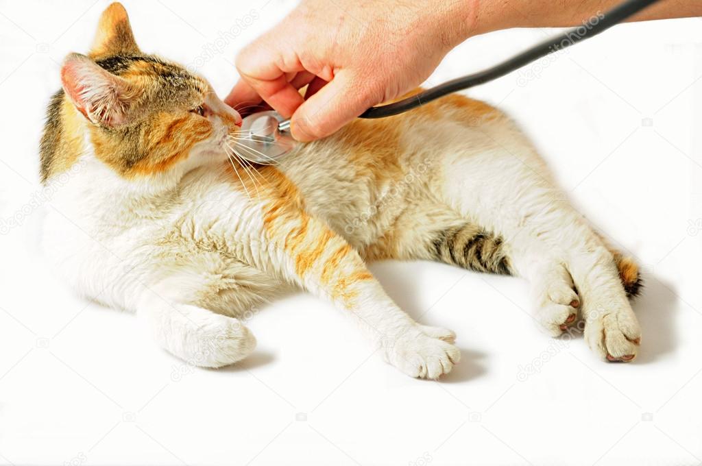 Cat veterinarian examination
