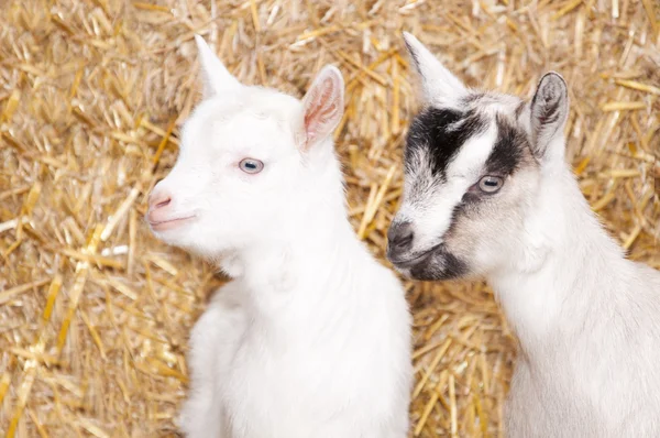 Twee jonge geiten — Stockfoto