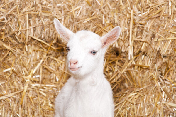 A baby goat