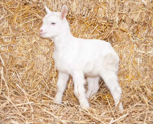 Een baby geit — Stockfoto