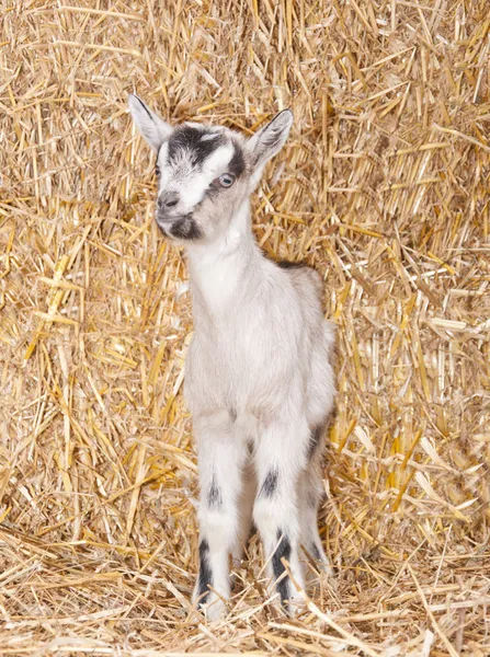 Un bébé chèvre — Photo