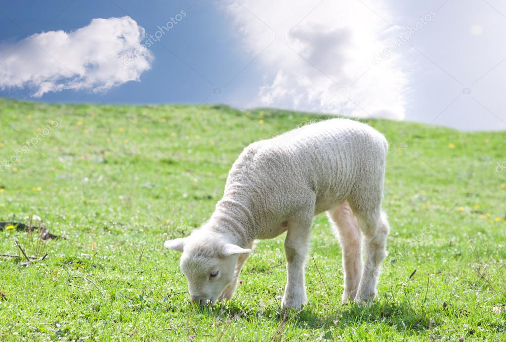 lamb grazing