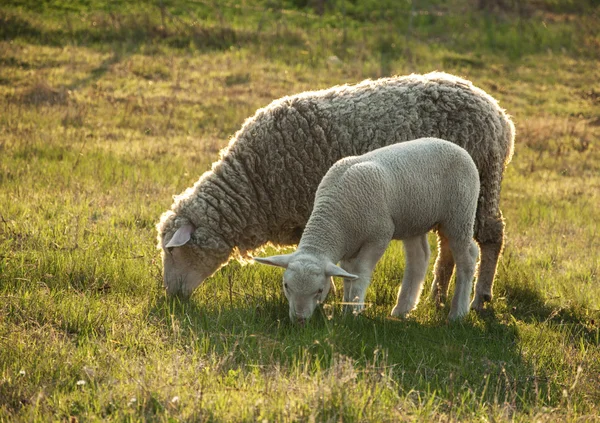 その子羊と羊 — ストック写真