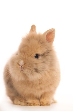 Turuncu rabbit bebek