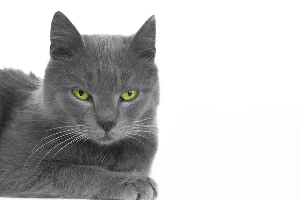 Сірий кіт — стокове фото