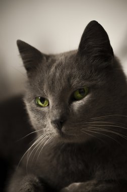 Kedi portresi