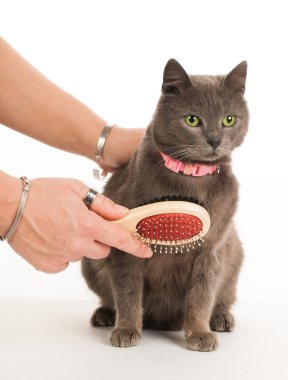 Kedi Bakımı