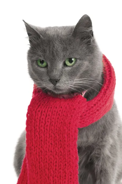 Cat with a Scarf — Stock Photo, Image