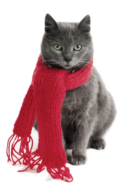 Katze mit Schal lizenzfreie Stockbilder