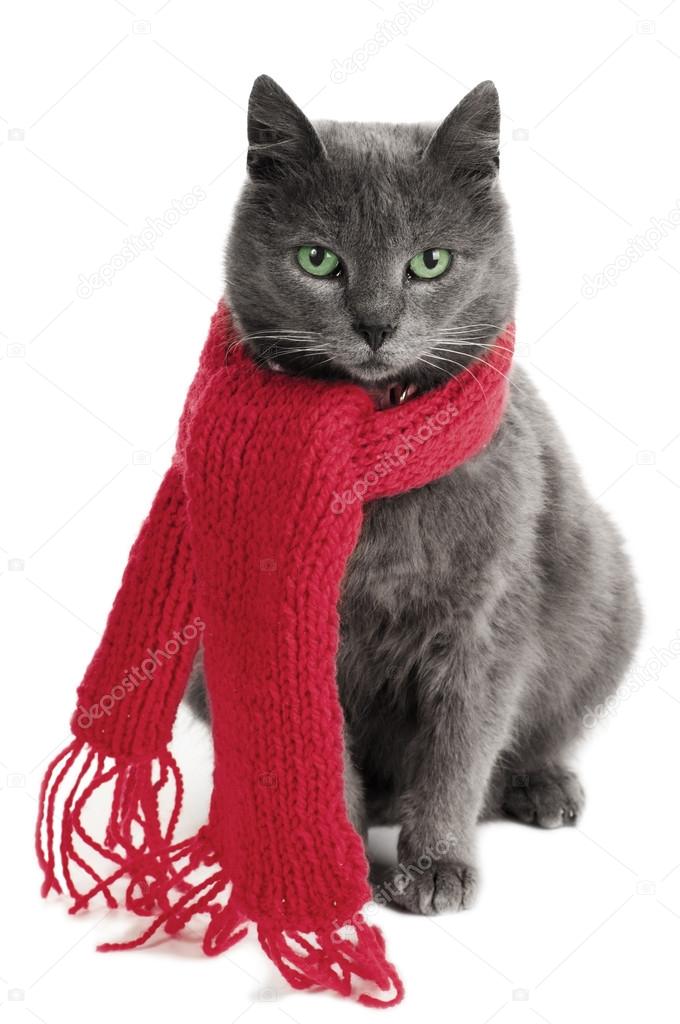 Cat with a Scarf