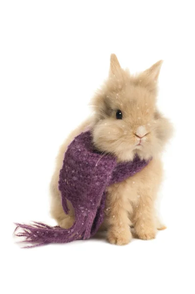 Bunny bir eşarp ile — Stok fotoğraf