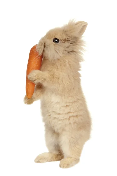 Konijn met wortel — Stockfoto