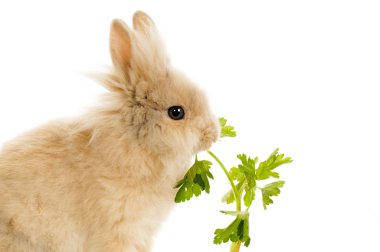 maydanoz yemek tavşan