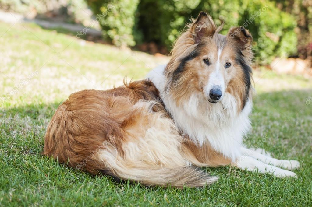Rough 'Lassie' Collie, Rough Collie Dog laying down for por…