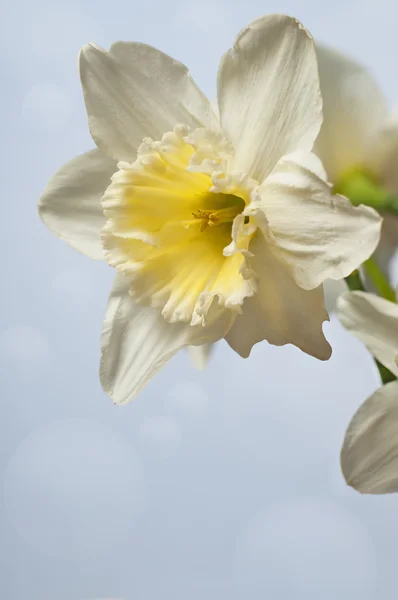 Narzissenblüten — Stockfoto