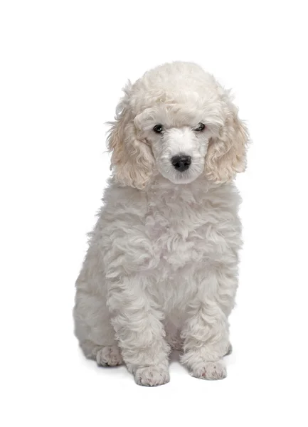 Cachorro poodle — Fotografia de Stock