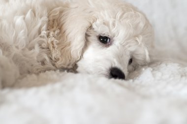 kaniş köpek yavrusu