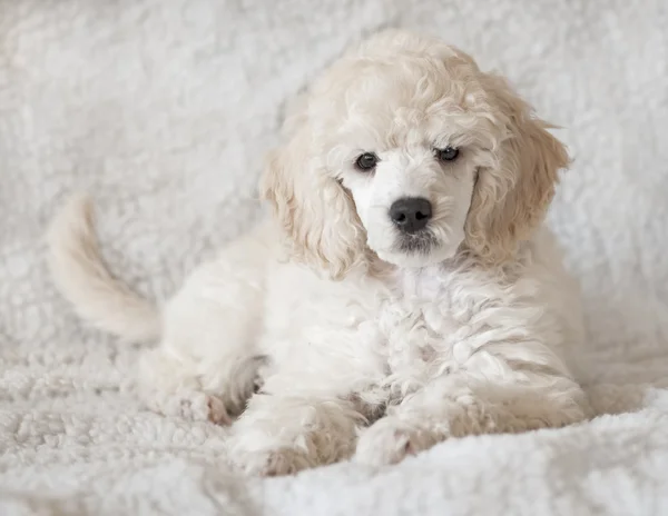 Podle de cachorro — Foto de Stock