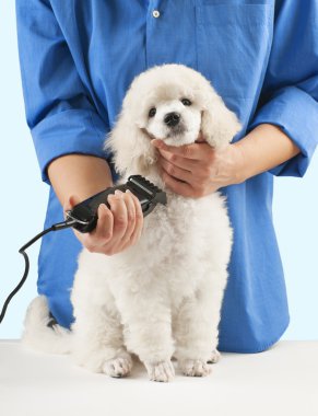 Poodle grooming clipart