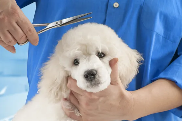 Poodle grooming — Stock Photo, Image